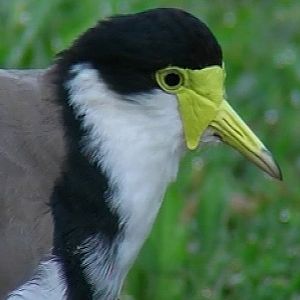 Masked lapwing.  Southern morph.