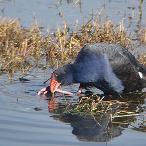 Purple swamphen.