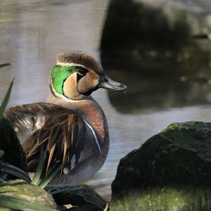Baikal Teal