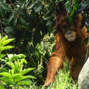 Young Sumatran Orangutan - Chester Zoo