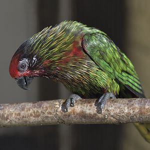 Yellow-streaked lory