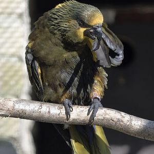 Duivenbode's lory - primary care