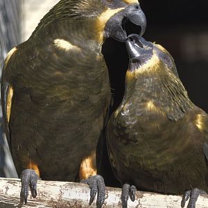 Duivenbode's lories courtship feeding