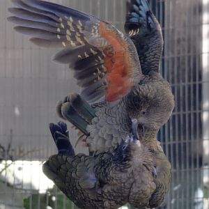 Keas mating