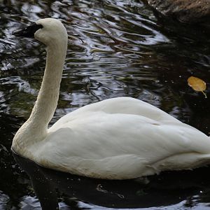 Trumpeter Swan