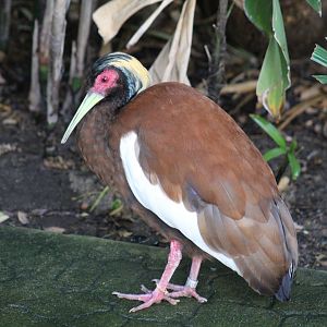 Madagascar Crested Ibis
