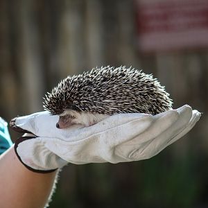 Four-Toed Hedgehog