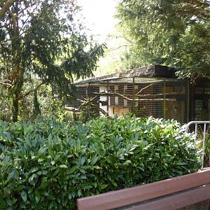 Himalayan Palm Civet (Paguma larvata larvata) exhibit at Zoo Dortmund - 18 April 2018