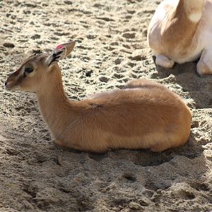 Red-Fronted Gazelle Fawn