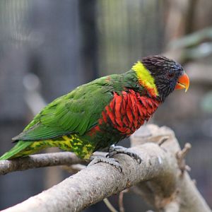Rainbow Lorikeet ssp?