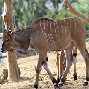 Giant Eland Calf
