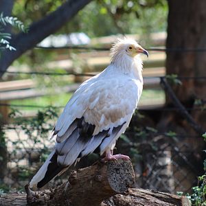 Western Egyptian Vulture