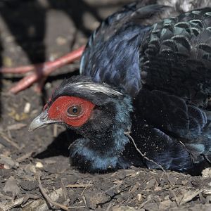 Vietnamese pheasant sunbathing