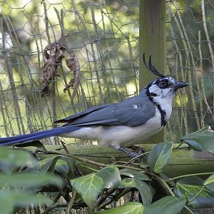 South Mexican white-throated magpie-jay