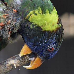 Moluccan rainbow lorikeet