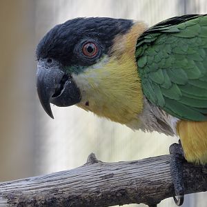 Black-headed caique