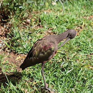 White-Faced Ibis