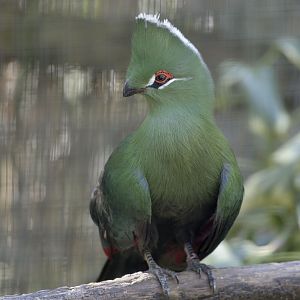 Black-billed turaco