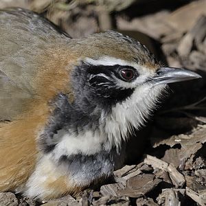 Greater necklaced laughingthrush sunbathing