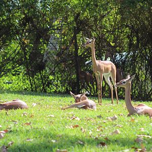 Gerenuk
