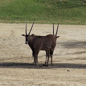 Fringe-Eared Oryx