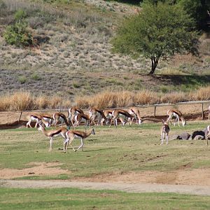 Springbok