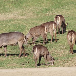 Ellipsen Waterbuck