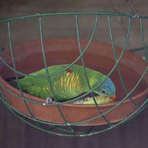 Scaly-breasted lorikeet feeding