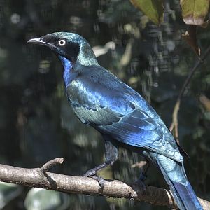 Splendid glossy starling