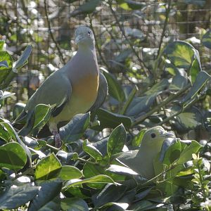 Pink-necked green pigeon pair