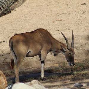 Patterson's Eland