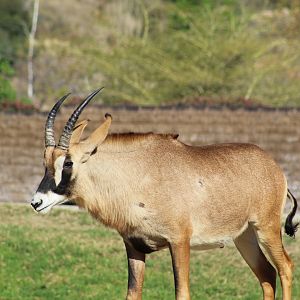 Angolan Roan Antelope