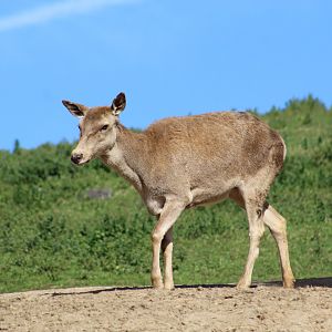 Barbary Red Deer