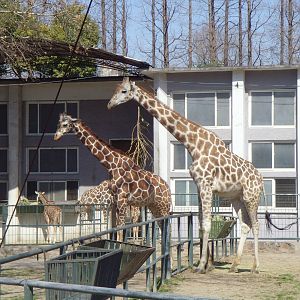 2015-02-19 Two giraffe species