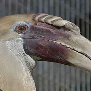 Papuan wreathed hornbill