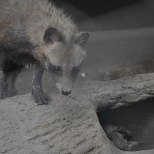 2015-06-23 A captive raccoon dog
