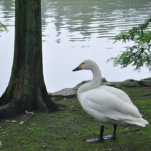 2015-06-23 Bewick's swan