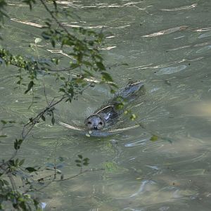 2015-10-02 Spotted seal