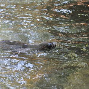 2015-10-02 Brown fur seal