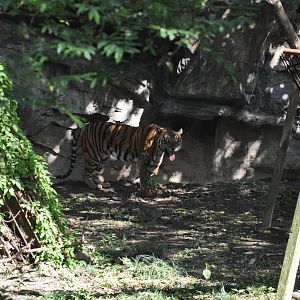 2015-10-02 South China tiger