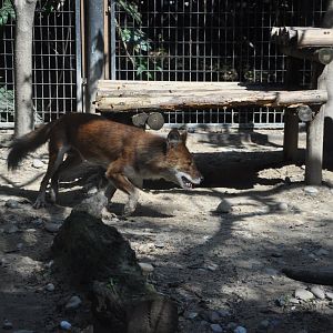 2015-10-02 Dhole