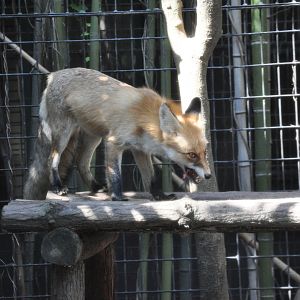 2015-10-02 Red fox