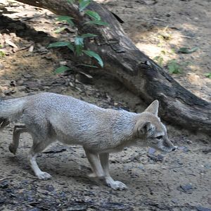 2015-10-02 Corsac fox