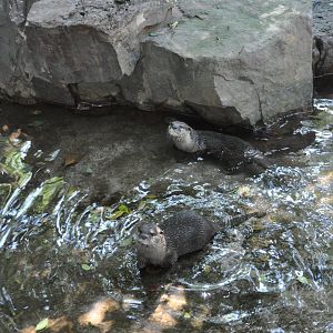 2015-10-02 Asian small-clawed otter