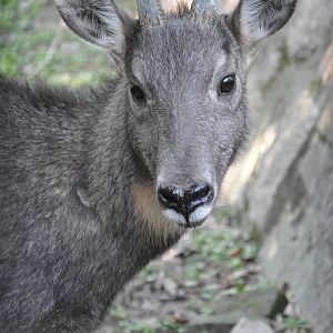 2015-10-02 Chinese goral