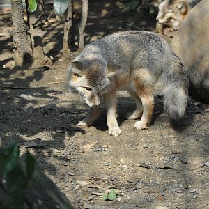 2016-02-02 An OLD OLD FLUFFY Corsac fox