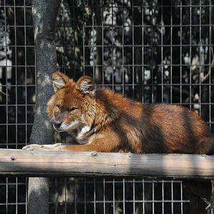 2016-02-02 An OLD OLD Dhole