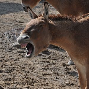 2016-02-02 A laughing Mongolian khulan