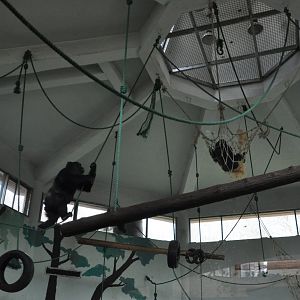 2016-02-02 Flexible Western lowland gorilla