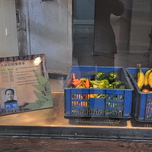 2016-02-02 Food for gorilla